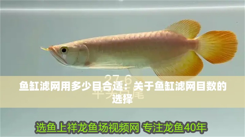 魚缸濾網(wǎng)用多少目合適：關(guān)于魚缸濾網(wǎng)目數(shù)的選擇 魚缸濾網(wǎng)用多少目合適：關(guān)于魚缸濾網(wǎng)目數(shù)的選擇 魚缸百科