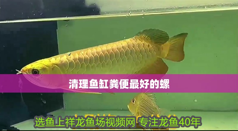 清理魚缸糞便最好的螺