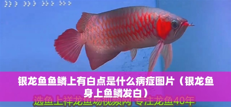 銀龍魚魚鱗上有白點是什么病癥圖片（銀龍魚身上魚鱗發(fā)白）