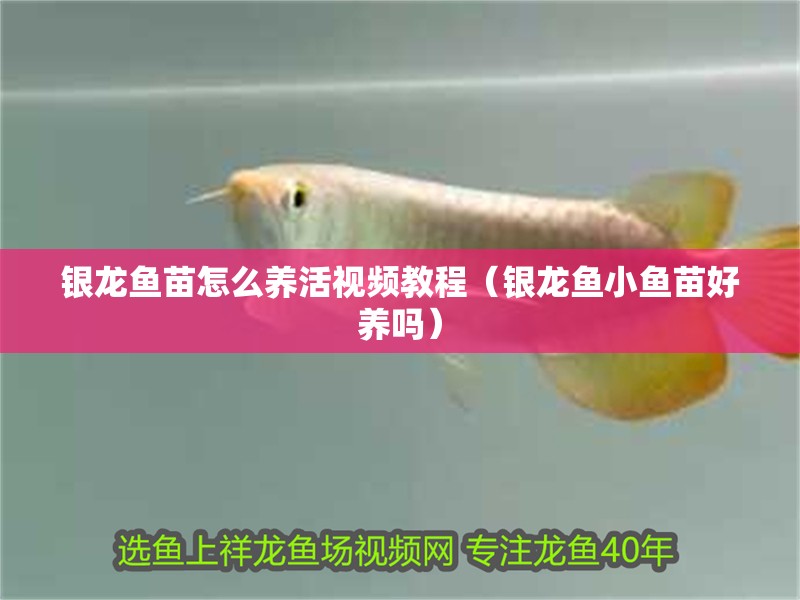 銀龍魚(yú)苗怎么養(yǎng)活視頻教程（銀龍魚(yú)小魚(yú)苗好養(yǎng)嗎）