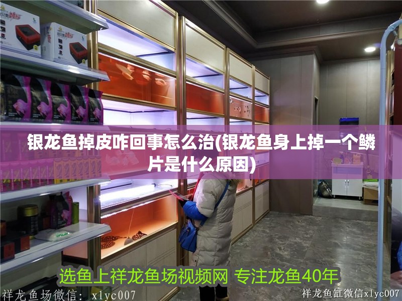 銀龍魚掉皮咋回事怎么治(銀龍魚身上掉一個(gè)鱗片是什么原因) 銀龍魚掉皮咋回事怎么治(銀龍魚身上掉一個(gè)鱗片是什么原因) 銀龍魚百科