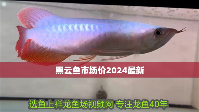 黑云魚(yú)市場(chǎng)價(jià)2024最新
