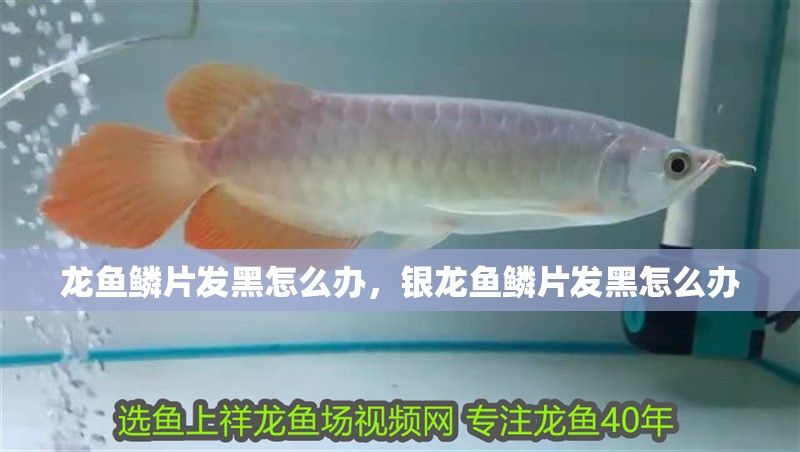 龍魚鱗片發(fā)黑怎么辦，銀龍魚鱗片發(fā)黑怎么辦