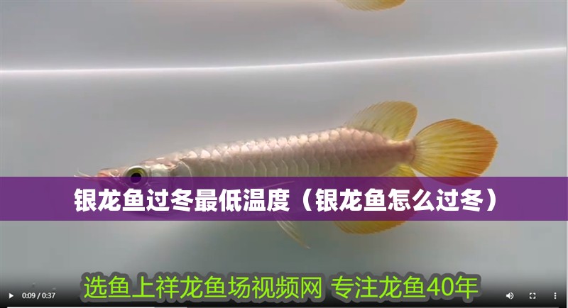 銀龍魚過冬最低溫度（銀龍魚怎么過冬） 銀龍魚過冬最低溫度（銀龍魚怎么過冬） 銀龍魚百科