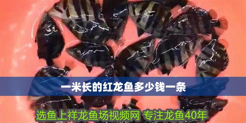 一米長(zhǎng)的紅龍魚(yú)多少錢(qián)一條