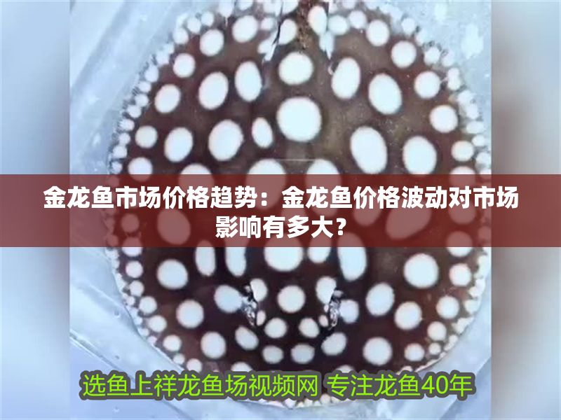 金龍魚市場價格趨勢：金龍魚價格波動對市場影響有多大？