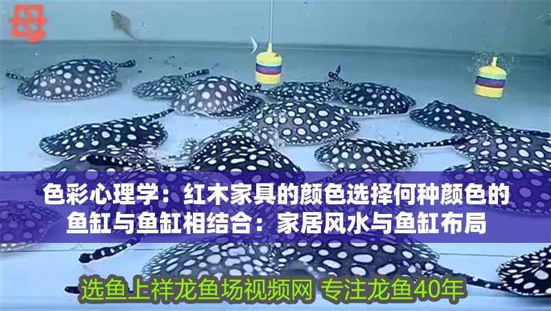色彩心理學：紅木家具的顏色選擇何種顏色的魚缸與魚缸相結合：家居風水與魚缸布局