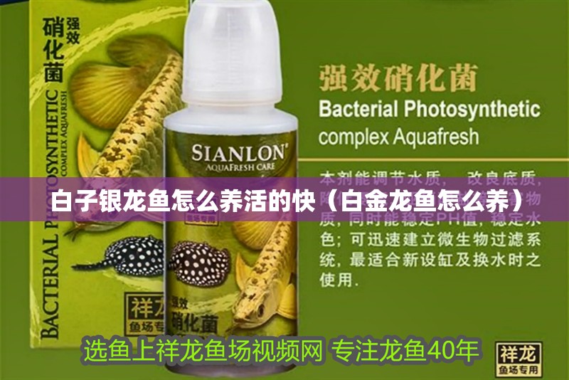 白子銀龍魚怎么養活的快（白金龍魚怎么養） 白子銀龍魚怎么養活的快（白金龍魚怎么養） 銀龍魚百科