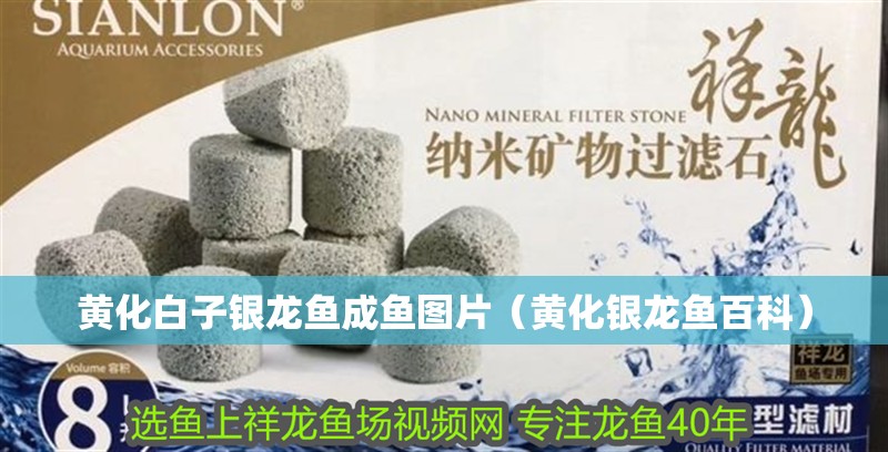 黃化白子銀龍魚成魚圖片（黃化銀龍魚百科）