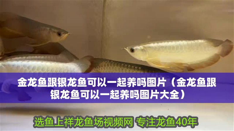 鸚鵡魚和銀龍魚混養怎樣喂食 金龍魚跟銀龍魚可以一起養嗎圖片(金龍魚跟銀龍魚可以一起養嗎圖片大全) 銀龍魚百科 金龍魚跟銀龍魚可以一起養嗎圖片(金龍魚跟銀龍魚可以一起養嗎圖片大全) 金龍魚跟銀龍魚可以一起養嗎圖片(金龍魚跟銀龍魚可以一起養嗎圖片大全) 銀龍魚百科