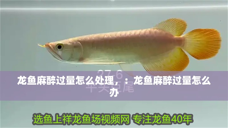 龍魚麻醉過量怎么處理，：龍魚麻醉過量怎么辦