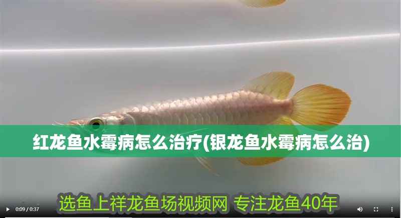 紅龍魚水霉病怎么治療(銀龍魚水霉病怎么治) 紅龍魚水霉病怎么治療(銀龍魚水霉病怎么治) 銀龍魚百科