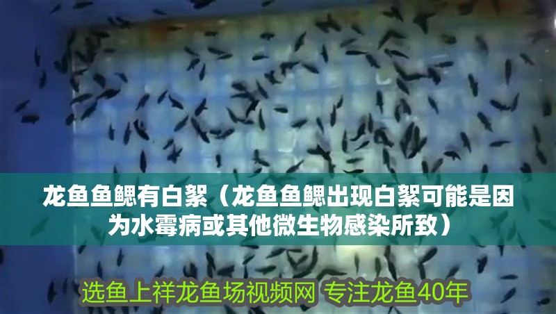 龍魚魚鰓有白絮（龍魚魚鰓出現(xiàn)白絮可能是因為水霉病或其他微生物感染所致）