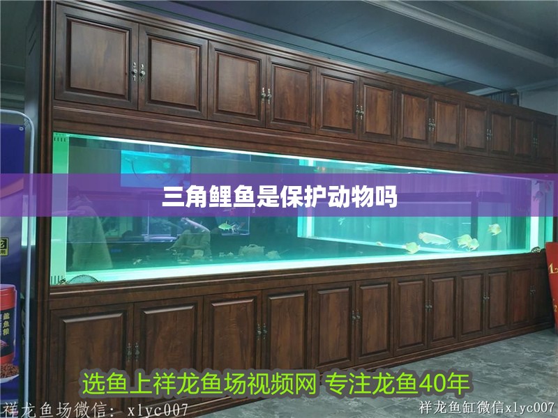三角鯉魚是保護動物嗎