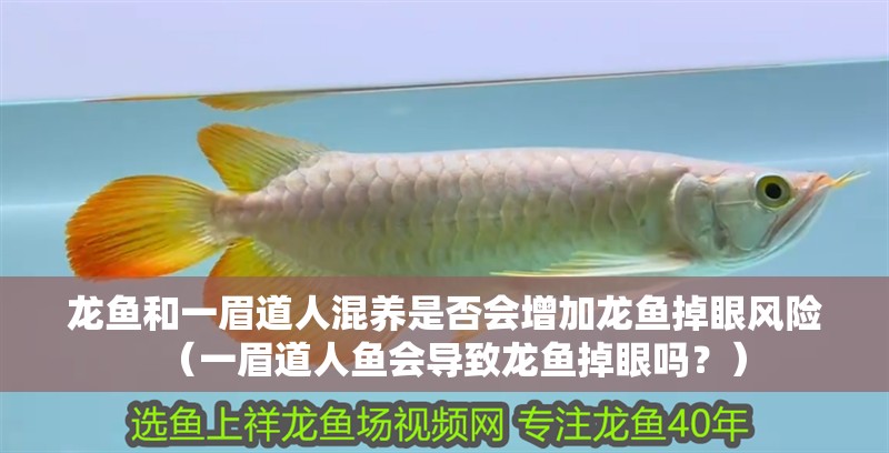 龍魚和一眉道人混養是否會增加龍魚掉眼風險（一眉道人魚會導致龍魚掉眼嗎？）
