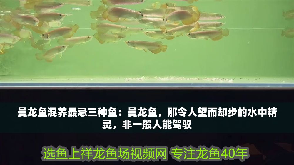 曼龍魚混養最忌三種魚：曼龍魚，那令人望而卻步的水中精靈，非一般人能駕馭