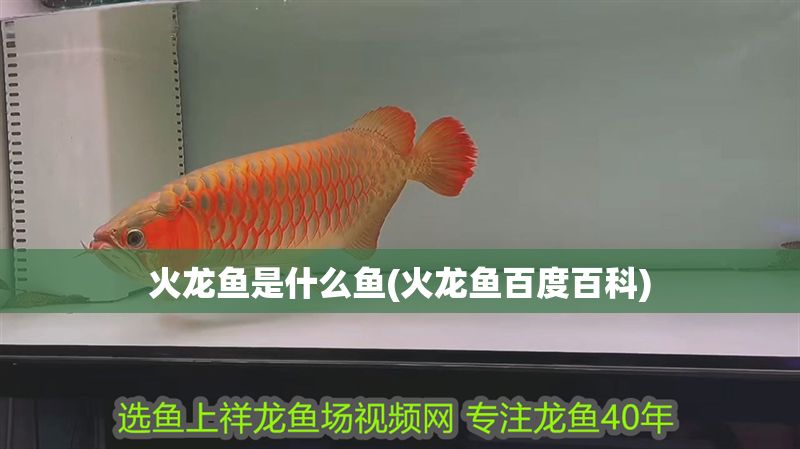 火龍魚是什么魚(火龍魚百度百科)