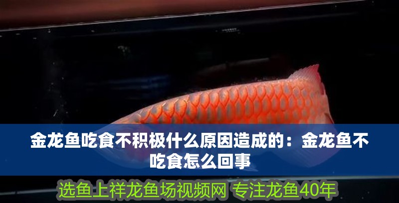 金龍魚吃食不積極什么原因造成的：金龍魚不吃食怎么回事