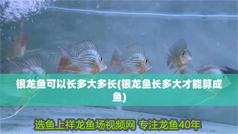 銀龍魚可以長多大多長(銀龍魚長多大才能算成魚) 銀龍魚可以長多大多長(銀龍魚長多大才能算成魚) 銀龍魚百科 第1張