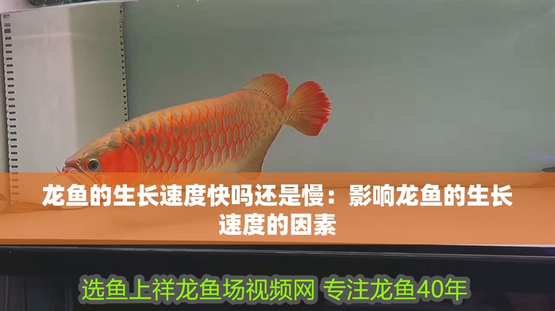 龍魚的生長速度快嗎還是慢：影響龍魚的生長速度的因素