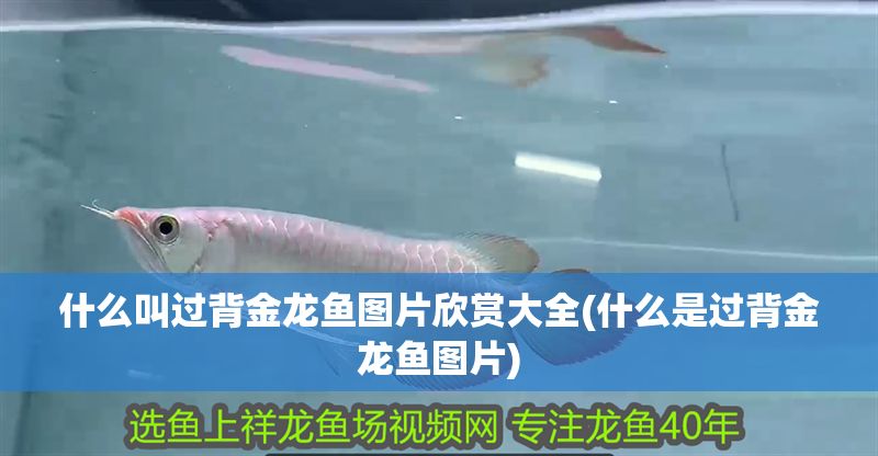 什么叫過背金龍魚圖片欣賞大全(什么是過背金龍魚圖片) 金龍魚百科 第1張 什么叫過背金龍魚圖片欣賞大全(什么是過背金龍魚圖片) 什么叫過背金龍魚圖片欣賞大全(什么是過背金龍魚圖片) 金龍魚百科 第1張