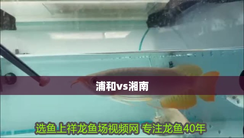 龍魚干蝦有營養嗎 浦和vs湘南 龍魚論壇 浦和vs湘南 浦和vs湘南 龍魚論壇