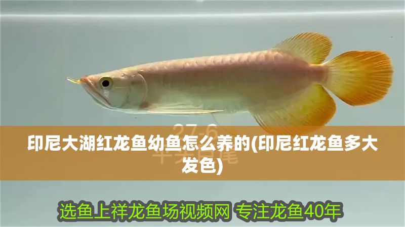 印尼大湖紅龍魚幼魚怎么養的(印尼紅龍魚多大發色)