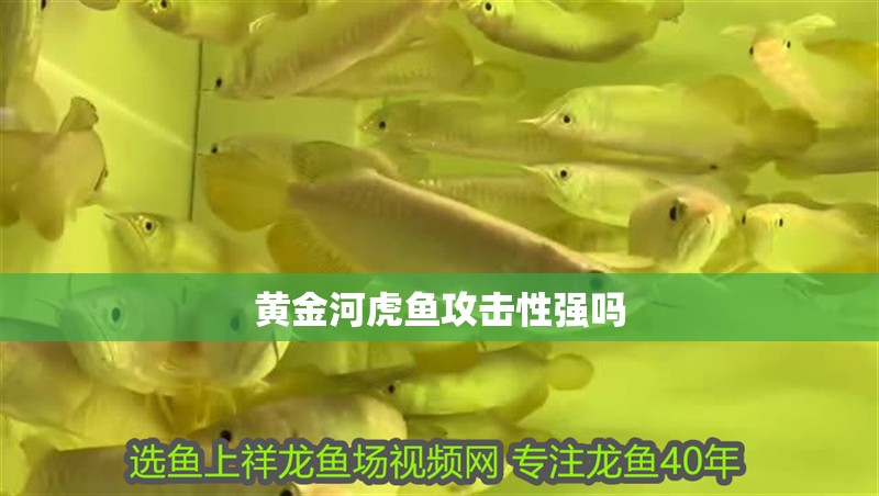 黃金河虎魚攻擊性強嗎 黃金河虎魚攻擊性強嗎 龍魚論壇