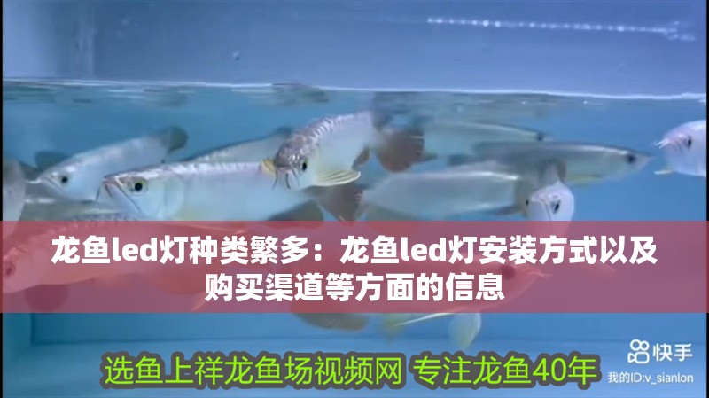給大魚缸換水的頻率是固定的,而是需要根據多種因素來確定:給大魚缸換水的頻率不是固定的,而是需要根據多種因素來確定 龍魚led燈種類繁多:龍魚led燈安裝方式以及購買渠道等方面的信息 龍魚百科 龍魚led燈種類繁多:龍魚led燈安裝方式以及購買渠道等方面的信息 龍魚led燈種類繁多:龍魚led燈安裝方式以及購買渠道等方面的信息 龍魚百科