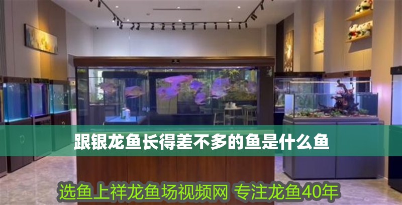 跟銀龍魚長得差不多的魚是什么魚