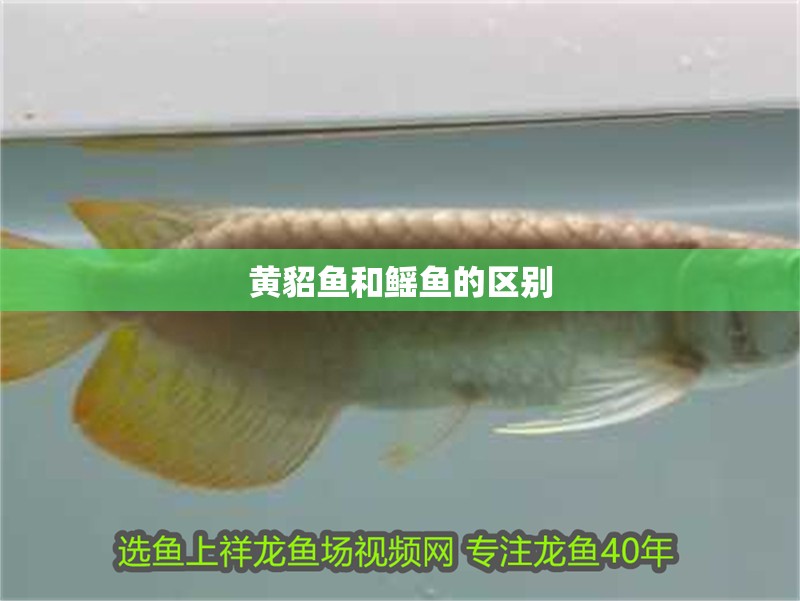 鸚鵡魚和銀龍魚混養怎樣喂食 黃貂魚和鰩魚的區別 龍魚論壇 黃貂魚和鰩魚的區別 黃貂魚和鰩魚的區別 龍魚論壇