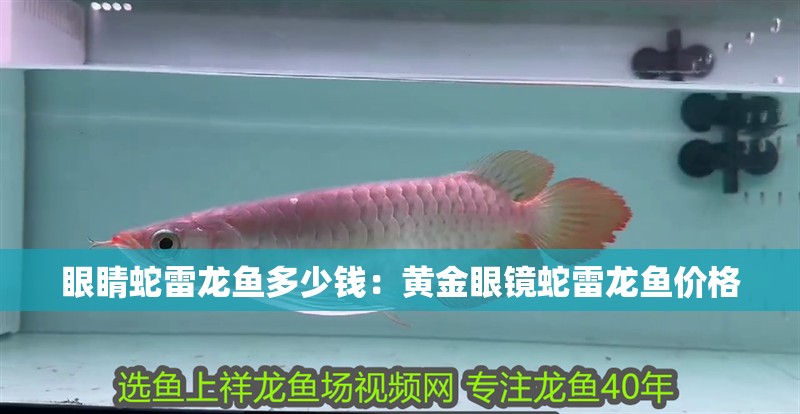 眼睛蛇雷龍魚多少錢：黃金眼鏡蛇雷龍魚價格