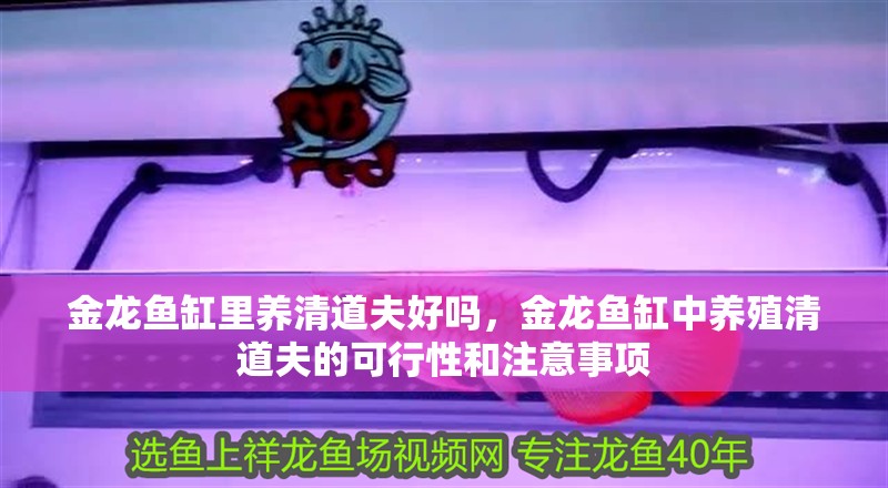 金龍魚缸里養(yǎng)清道夫好嗎，金龍魚缸中養(yǎng)殖清道夫的可行性和注意事項