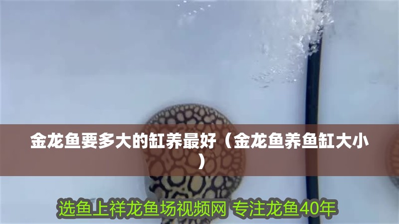 金龍魚要多大的缸養(yǎng)最好（金龍魚養(yǎng)魚缸大?。? title=