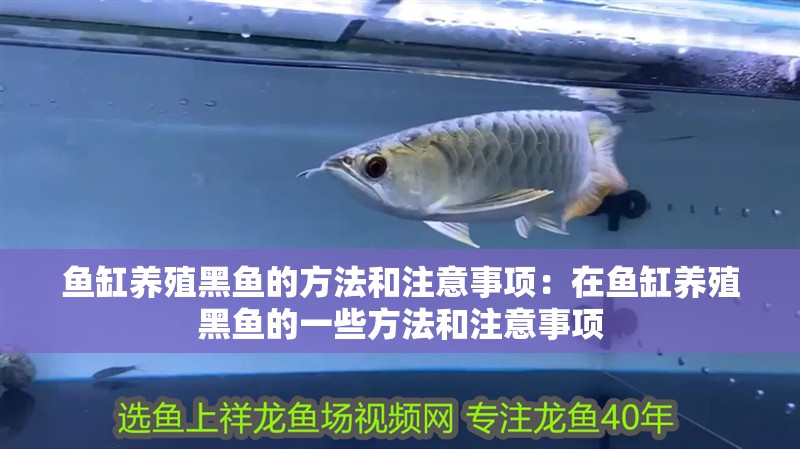 魚缸養殖黑魚的方法和注意事項：在魚缸養殖黑魚的一些方法和注意事項 魚缸養殖黑魚的方法和注意事項：在魚缸養殖黑魚的一些方法和注意事項 魚缸百科