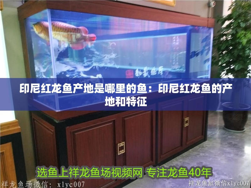 印尼紅龍魚產地是哪里的魚：印尼紅龍魚的產地和特征