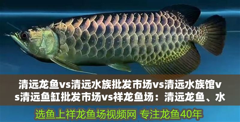 清遠龍魚vs清遠水族批發市場vs清遠水族館vs清遠魚缸批發市場vs祥龍魚場：清遠龍魚、水族批發市場、祥龍魚場