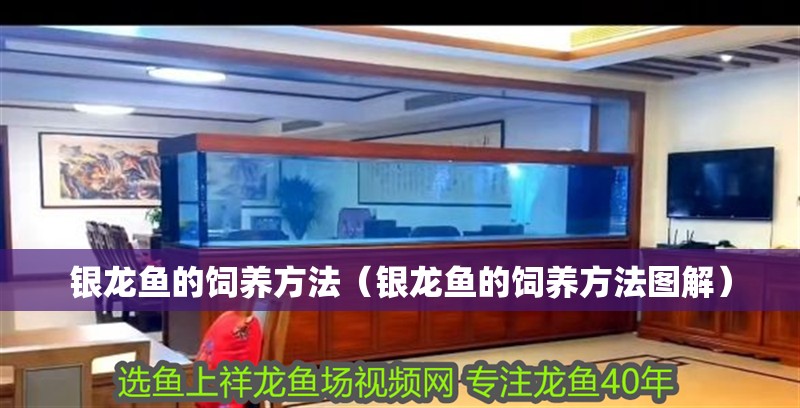 銀龍魚的飼養(yǎng)方法（銀龍魚的飼養(yǎng)方法圖解）