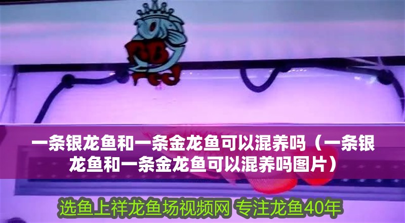 一條銀龍魚和一條金龍魚可以混養(yǎng)嗎（一條銀龍魚和一條金龍魚可以混養(yǎng)嗎圖片）