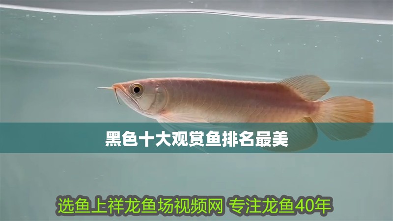 黑色十大觀賞魚排名最美