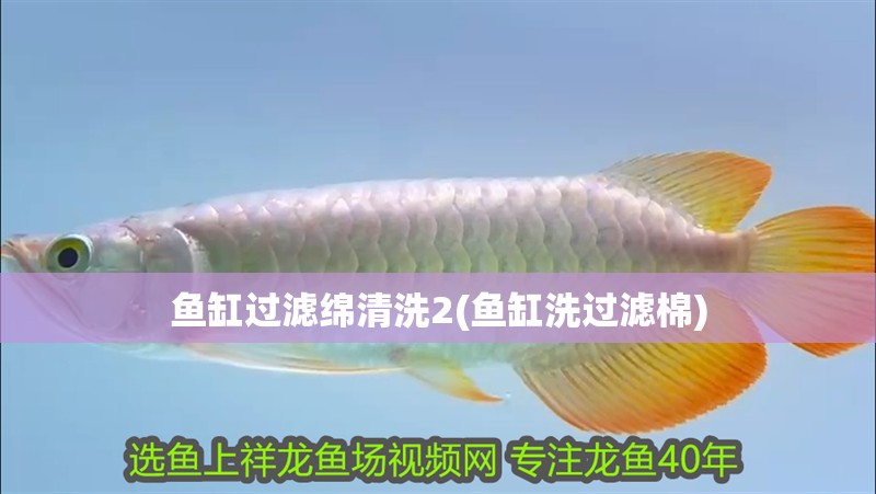 魚缸過濾綿清洗2(魚缸洗過濾棉)