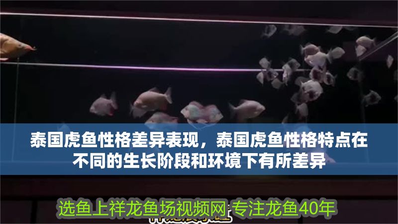 泰國虎魚性格差異表現，泰國虎魚性格特點在不同的生長階段和環境下有所差異 泰國虎魚性格差異表現，泰國虎魚性格特點在不同的生長階段和環境下有所差異 虎魚百科 第1張