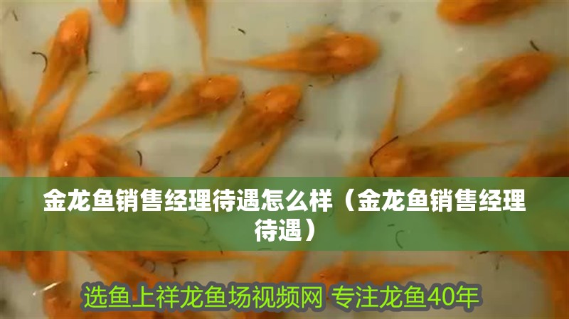 金龍魚銷售經理待遇怎么樣（金龍魚銷售經理待遇）