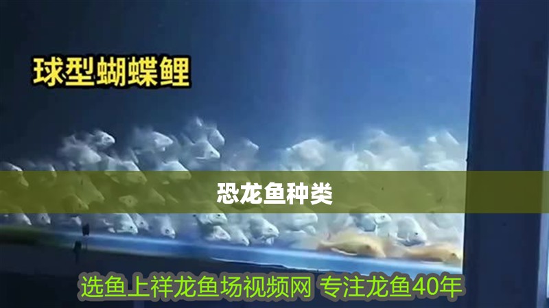 恐龍魚種類 恐龍魚種類 龍魚百科