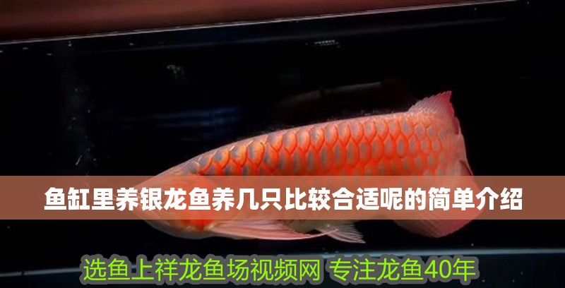 魚缸里養(yǎng)銀龍魚養(yǎng)幾只比較合適呢的簡單介紹 魚缸里養(yǎng)銀龍魚養(yǎng)幾只比較合適呢的簡單介紹 銀龍魚百科