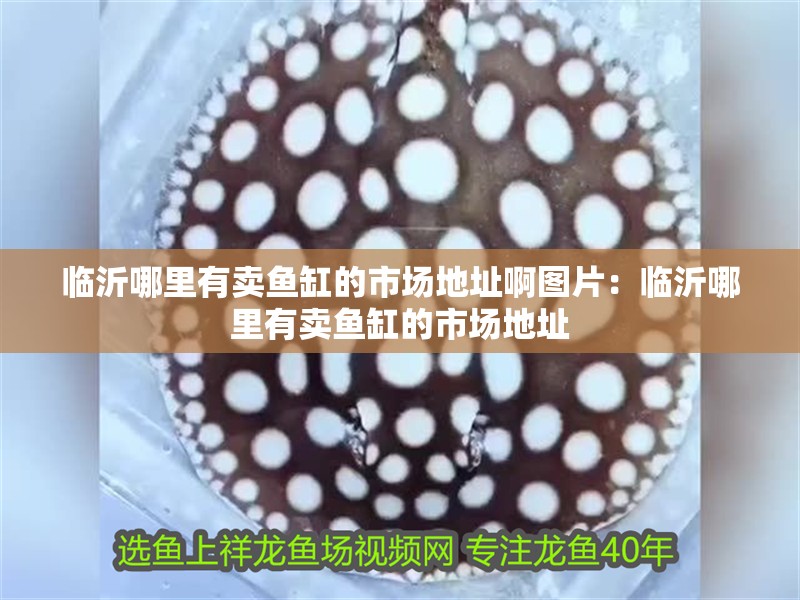 臨沂哪里有賣魚缸的市場地址啊圖片：臨沂哪里有賣魚缸的市場地址