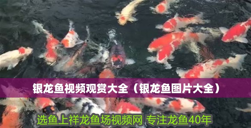 銀龍魚視頻觀賞大全（銀龍魚圖片大全）
