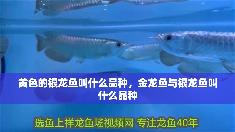 龍魚干蝦有營養嗎 黃色的銀龍魚叫什么品種,金龍魚與銀龍魚叫什么品種 銀龍魚百科 黃色的銀龍魚叫什么品種,金龍魚與銀龍魚叫什么品種 黃色的銀龍魚叫什么品種,金龍魚與銀龍魚叫什么品種 銀龍魚百科