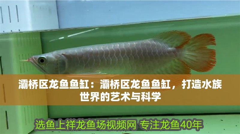 灞橋區龍魚魚缸：灞橋區龍魚魚缸，打造水族世界的藝術與科學