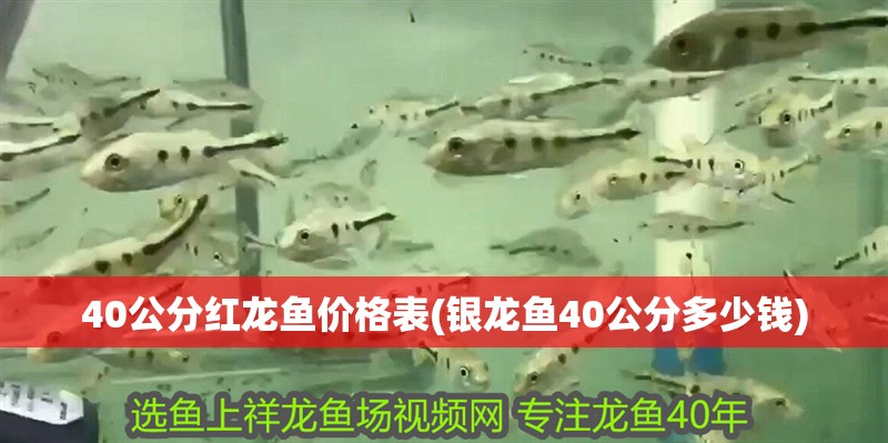 40公分紅龍魚價格表(銀龍魚40公分多少錢)